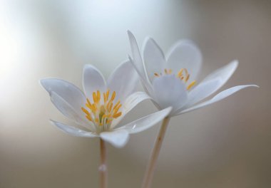 Sanguinaria kanadensis 'in beyaz çiçekleri arka planda, duvar kağıdında, dekorasyonda.