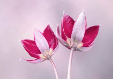 Açık arkaplanda güzel botanik laleleri, duvar kağıdı, dekorasyon.