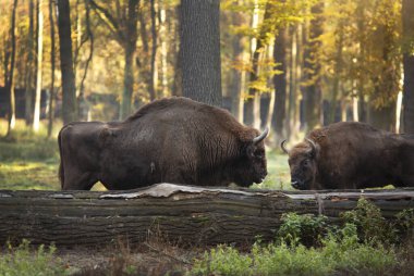 Avrupa bizonu, Pszczyna 'daki parkta bizon muhafazası. Polonya