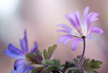 Bahar çiçekleri arka planda Anemone Blanda, duvar kağıdı, dekorasyon. İlkbahar 2025