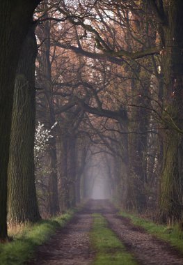 Spring Oak sokağı, gün doğumu, duvar kağıdı, dekorasyon.