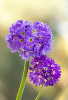 Bahar mor çiçekleri çuha çiçeği. Duvar kağıdı, dekorasyon.