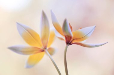 Açık arkaplanda botanik laleleri Tarda, duvar kağıdı, dekorasyon.