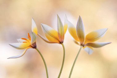 Açık arkaplanda botanik laleleri Tarda, duvar kağıdı, dekorasyon.
