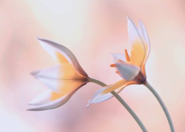 Güzel, sarı Tarda botanik laleleri arka planda, duvar kâğıdı, dekorasyon. İlkbahar 2025