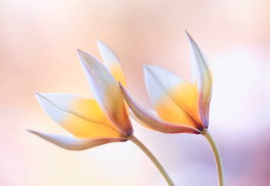 Hafif arka planda botanik laleleri Tarda. Duvar kağıdı, dekorasyon.