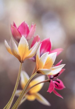 Bir buket botanik lalesi, duvar kağıdı, dekorasyon.