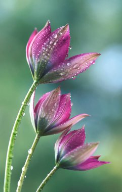 Yeşil zemin, duvar kâğıdı, dekorasyon üzerine su damlalarındaki botanik laleler.