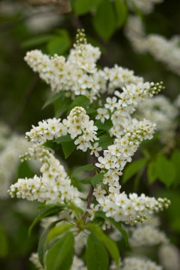 Beyaz çiçekler Prunus Padus, duvar kağıdı, dekorasyon. İlkbahar 2025