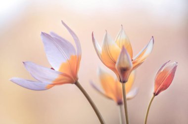 Açık arkaplanda botanik laleleri Tarda, duvar kağıdı, dekorasyon.