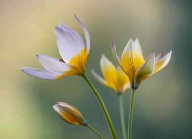 Açık arkaplanda botanik laleleri Tarda, duvar kağıdı, dekorasyon.