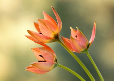 Botanik laleler, yakın plan, açık arkaplan, duvar kağıdı, dekorasyon.