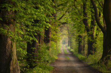 Bahar, yeşil kestane rengi sokak, duvar kağıdı, dekorasyon.