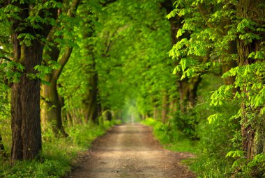 Bahar, yeşil kestane rengi sokak, duvar kağıdı, dekorasyon.
