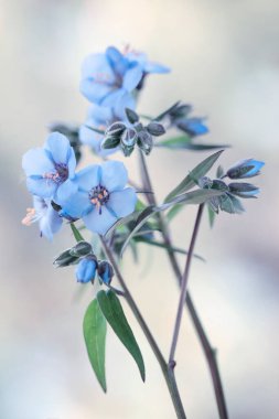 Açık arkaplanda mavi polemonyum çiçekler, duvar kağıdı, dekorasyon.
