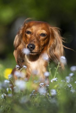 Bahar yürüyüşü, uzun saçlı dachshund köpeği