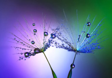 Renkli bir arkaplanda karahindiba ve su damlaları, duvar kağıdı, dekorasyon.