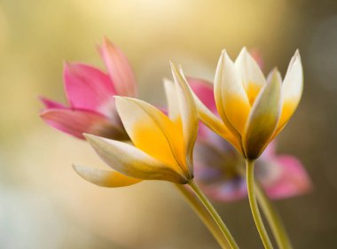 Açık arkaplanda bir buket botanik lale, duvar kağıdı, dekorasyon.