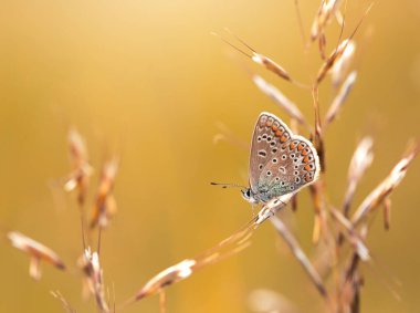 Polyommatus icarus kelebeği otların arasında bir çayırda