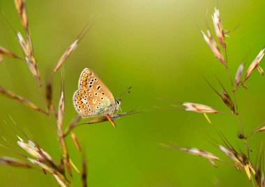 Çayırdaki otların arasında renkli bir kelebek.