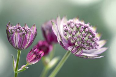 Yeşil arka planda Astrantia çiçekleri, yakın plan, duvar kağıdı, dekorasyon.