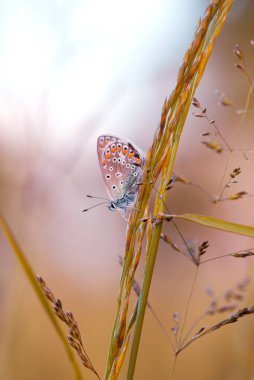 Polyommatus icarus kelebeği çayırdaki otların arasında.