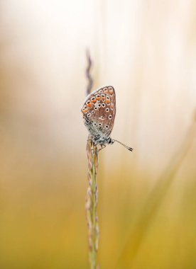 Kelebek Polyommatus otların arasında bir çayırda, yakın plan, gün batımı.