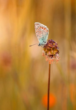 Kelebek Polyommatus otların arasında bir çayırda, yakın plan, gün batımı.