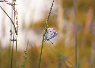 Kelebek Polyommatus otların arasında bir çayırda, yakın plan, gün batımı.
