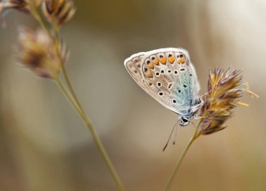 Çayırdaki otların arasında renkli bir kelebek.