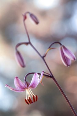 Pembe Lilium Martagon çiçekleri, Duvar kağıdı, dekorasyon.