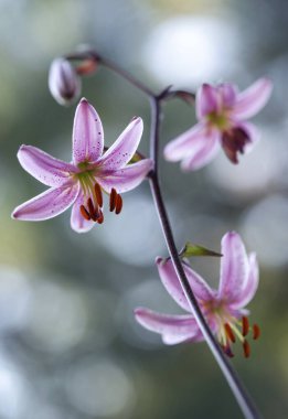 Pembe Lilium Martagon çiçekleri, Duvar kağıdı, dekorasyon.