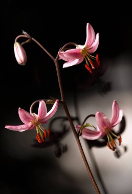 Siyah arka planda Pembe Zambak çiçekleri, duvar kağıdı, dekorasyon.