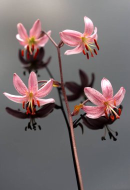 Gri arkaplanda Pembe Zambak çiçekleri, duvar kağıdı, dekorasyon.