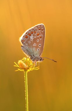 Renkli kelebek polyommatus icarus çayırda, gün doğumunda, duvar kağıdında, dekorasyonda.