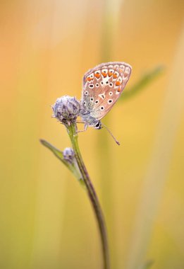 Renkli kelebek polyommatus icarus çayırda, gün doğumunda, duvar kağıdında, dekorasyonda.