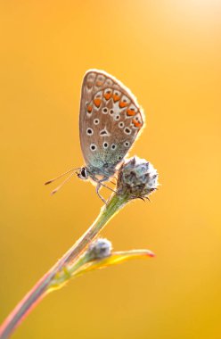 Renkli kelebek polyommatus icarus çayırda, gün doğumunda, duvar kağıdında, dekorasyonda.