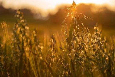 Buğday tarlaları. Güneşin batışındaki yulaflar..