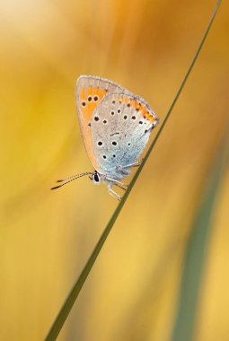 Kelebek Lycaena çayırdaki otların arasında kaybolur..