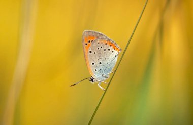 Kelebek Lycaena çayırdaki otların arasında kaybolur..