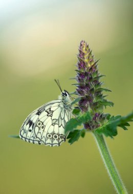 Kelebek Melanargia Galaksisi Çiçekler arasında bir çayır, duvar kağıdı, dekorasyon.