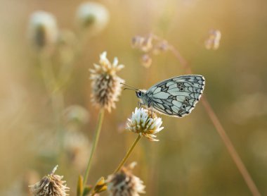 Kelebek Melanargia Galaksisi Çiçekler arasında bir çayır, duvar kağıdı, dekorasyon.