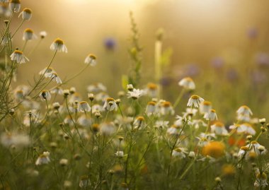 Çiçek çayırı, gün doğumu, sabah, duvar kağıdı, dekorasyon.