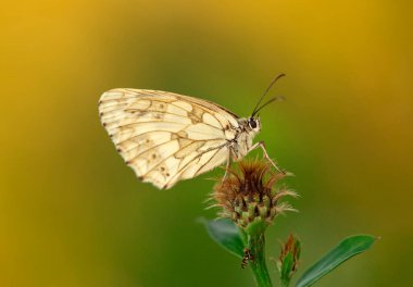 Kelebek Melanargia Galaksisi Çiçekler arasında bir çayır, duvar kağıdı, dekorasyon.