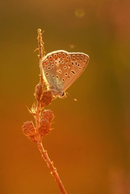 Mavi İkarus kelebeği çayırdaki çimlerin arasında, altın saat, gün batımı, duvar kağıdı.
