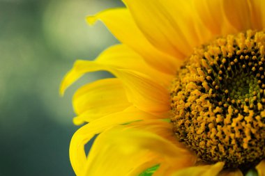 Yakın plan, makro, ayçiçeği, duvar kağıdı, dekorasyon.