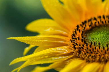 Yakın plan, makro, ayçiçeği, duvar kağıdı, dekorasyon.