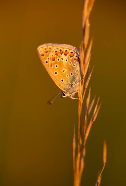 Kelebek Polyommatus otların arasında çayırda, duvar kağıdında, dekorasyonda.