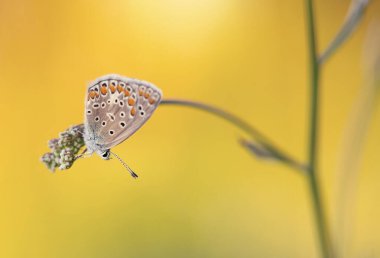 Kelebek Polyommatus otların arasında çayırda, duvar kağıdında, dekorasyonda.