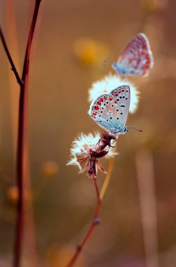 Yaz otlağında renkli kelebekler, duvar kağıdı, dekorasyon.